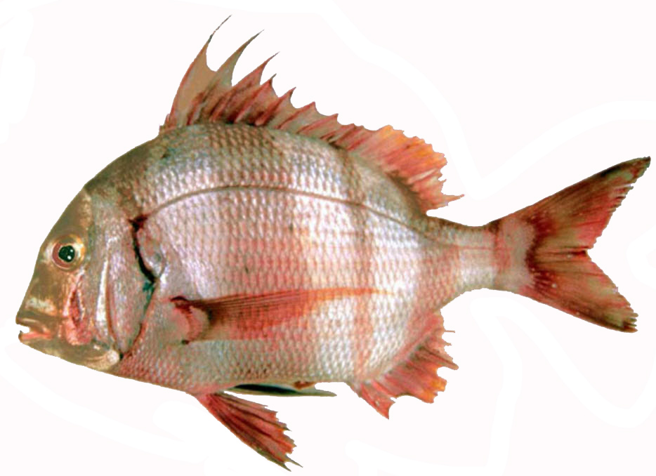 Pagrus auriga_04.jpg